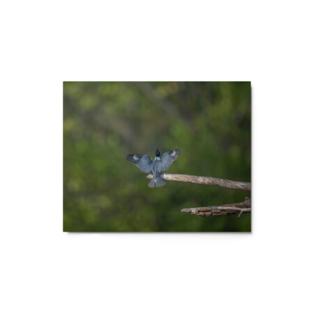 Belted Kingfisher! Metal prints
