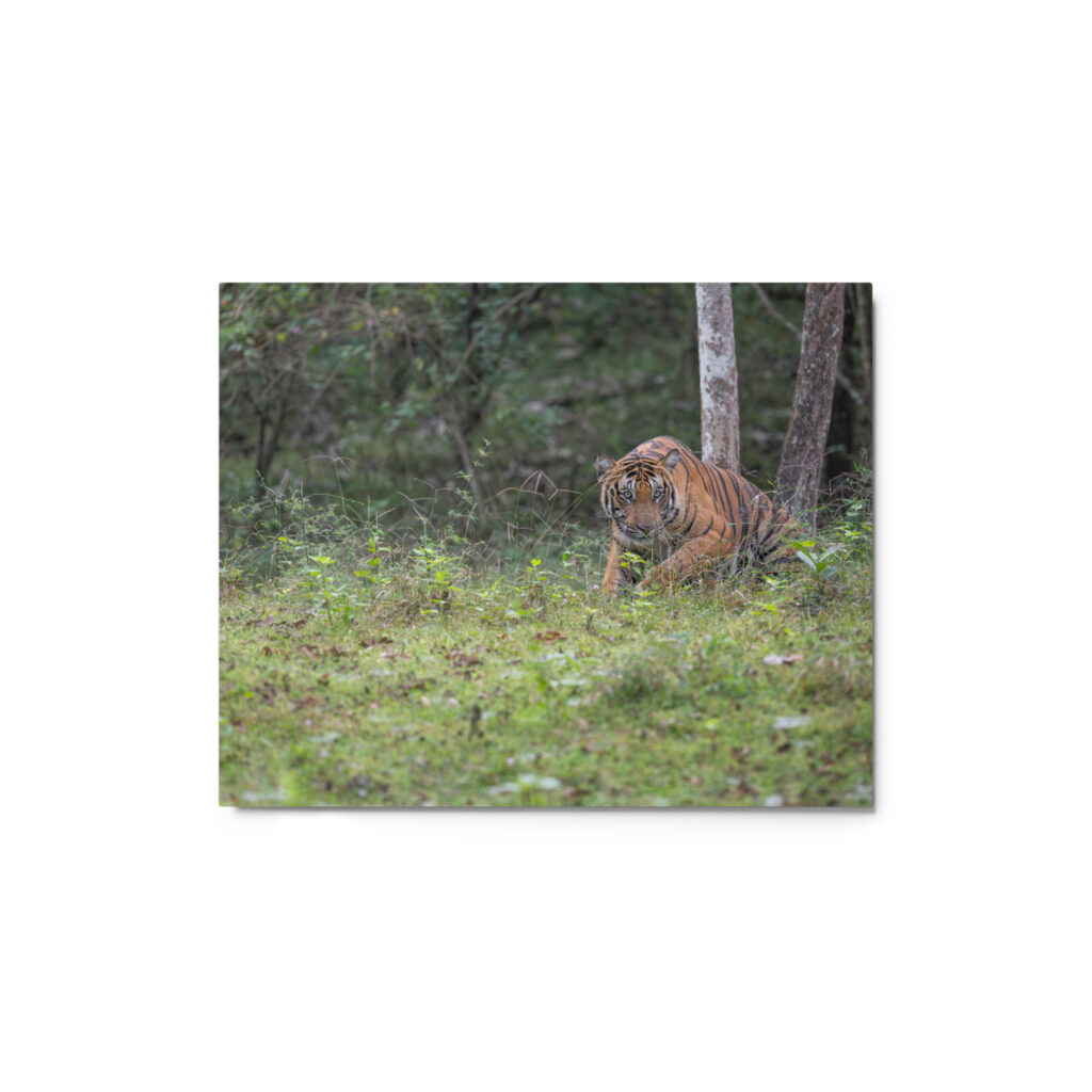 Indian Tiger! Metal prints