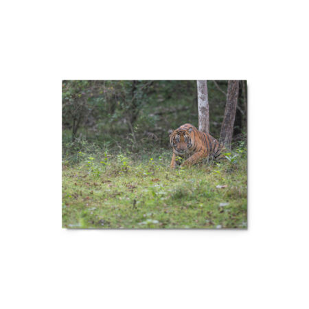 Indian Tiger! Metal prints