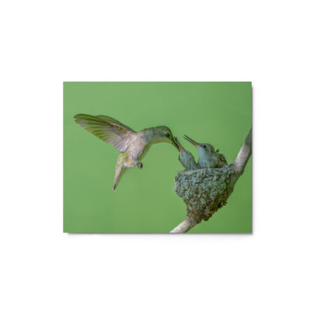 Black-chinned hummingbird! Metal prints
