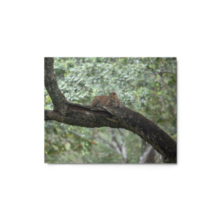 Leopard! Metal prints