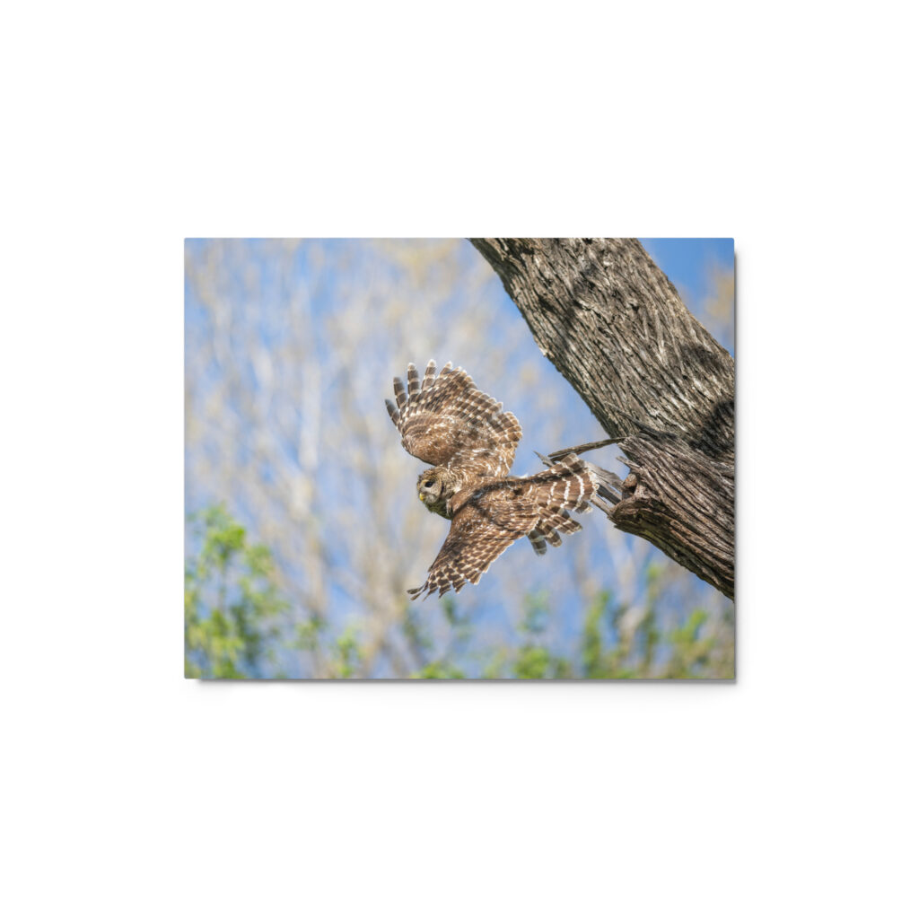 Barred owl! Metal prints