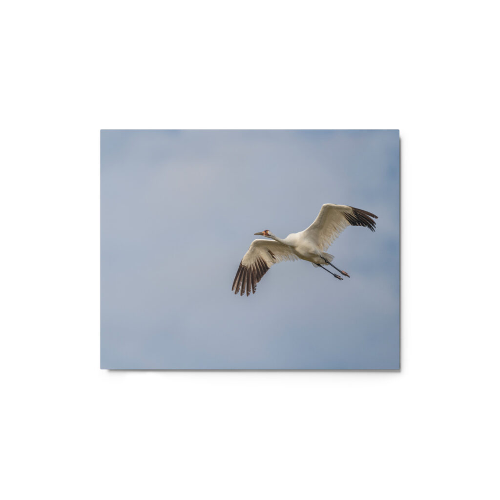 Whooping crane! Metal prints