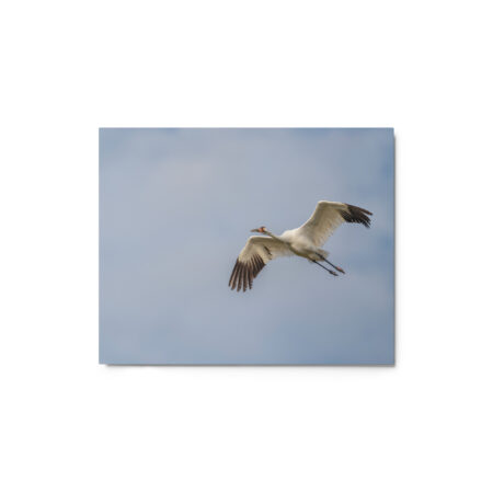 Whooping crane! Metal prints