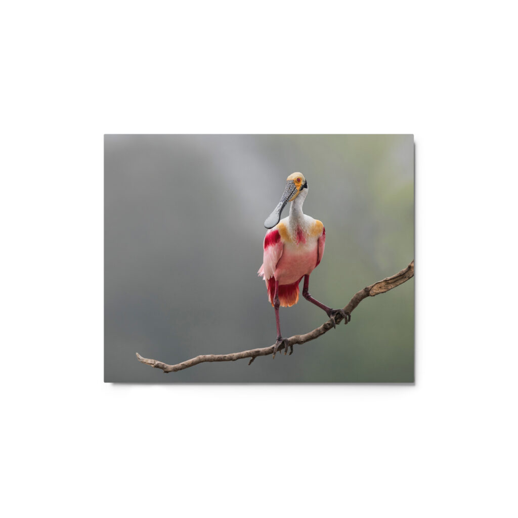 Roseate Spoonbill! Metal prints