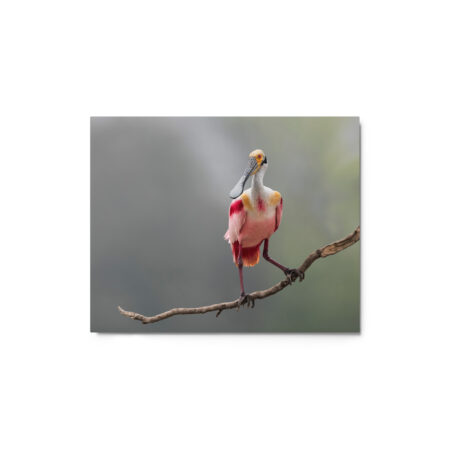 Roseate Spoonbill! Metal prints
