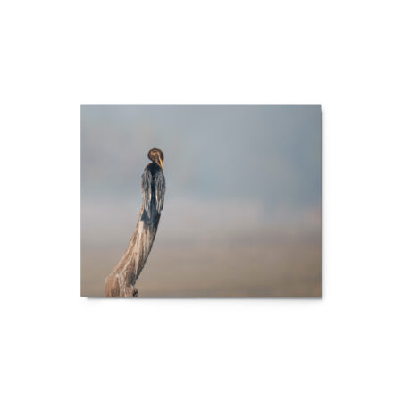 Indian Darter! Metal prints