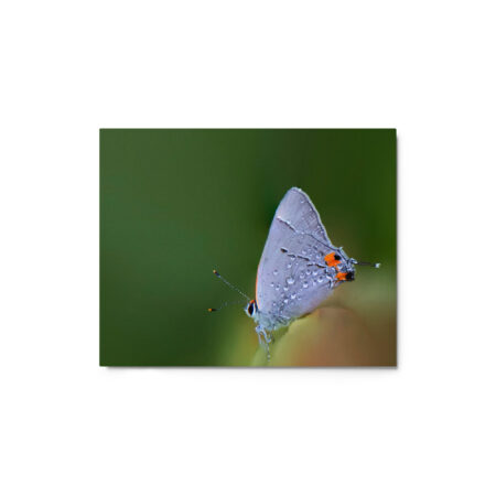 Dew Drops! Metal prints