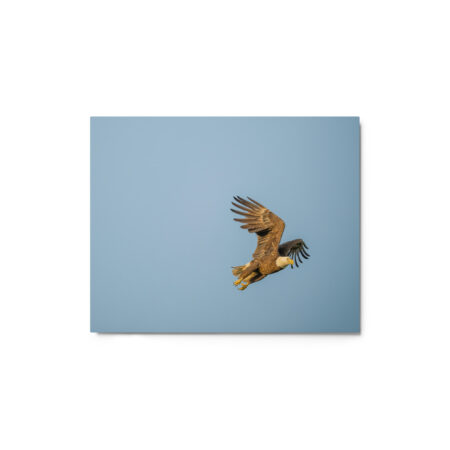 Blue Sky Bald Eagle! Metal prints