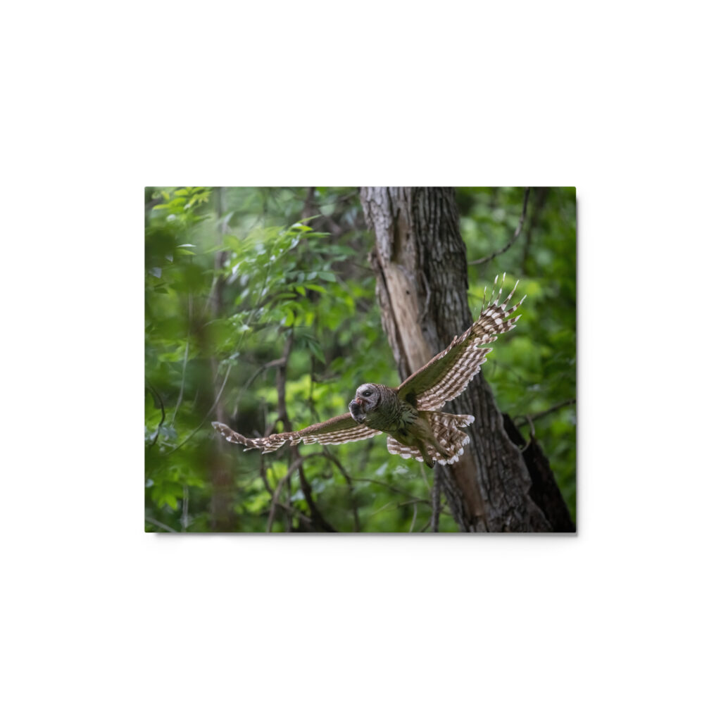 Barred Owl spreading its wings! Metal prints
