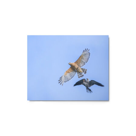 Red-shouldered hawk fighting with Mississippi kite!  Metal prints