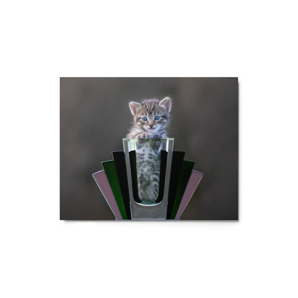 Cute Kitten! Metal prints