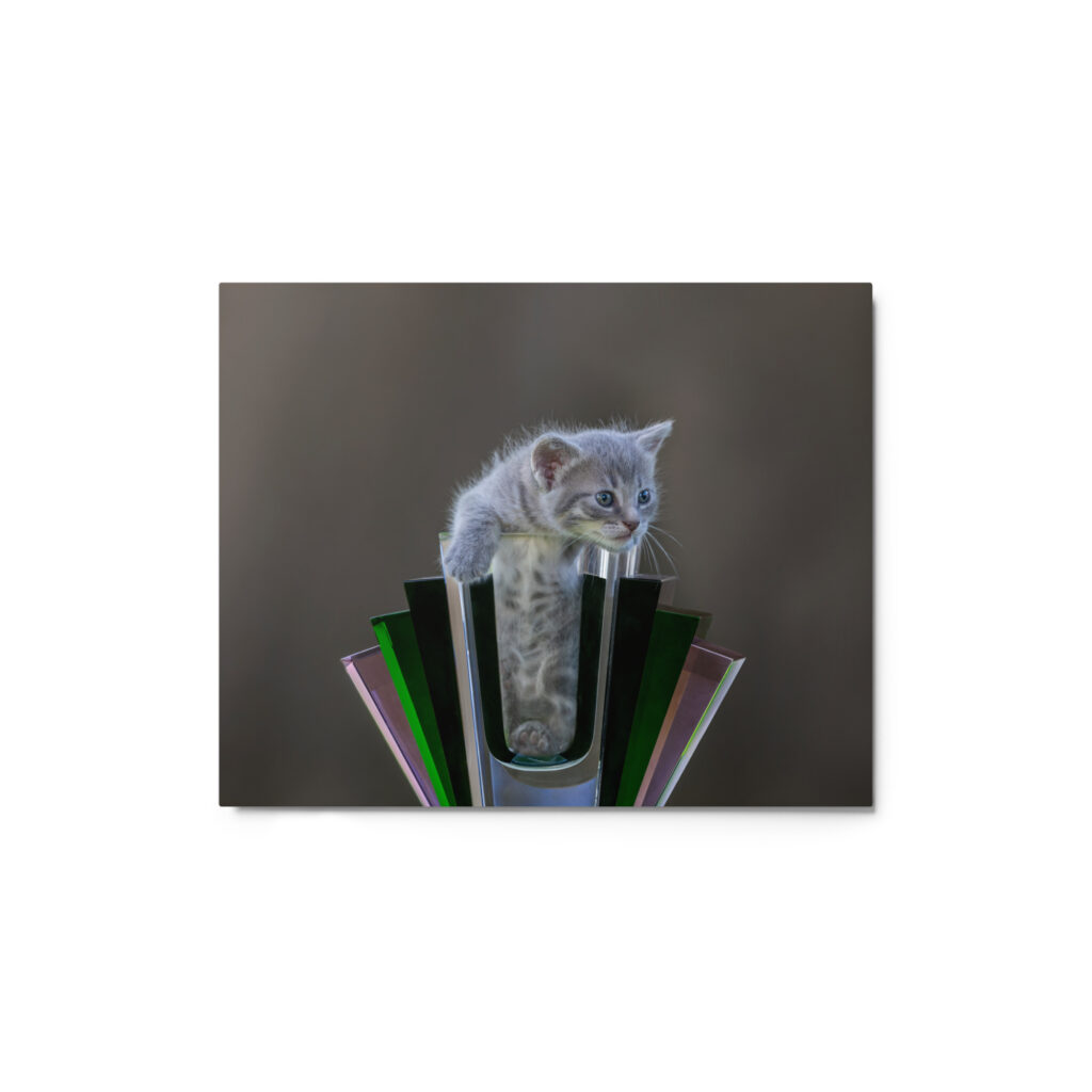 Gray Kitten! Metal prints