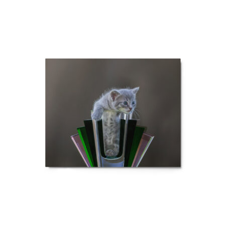Gray Kitten! Metal prints