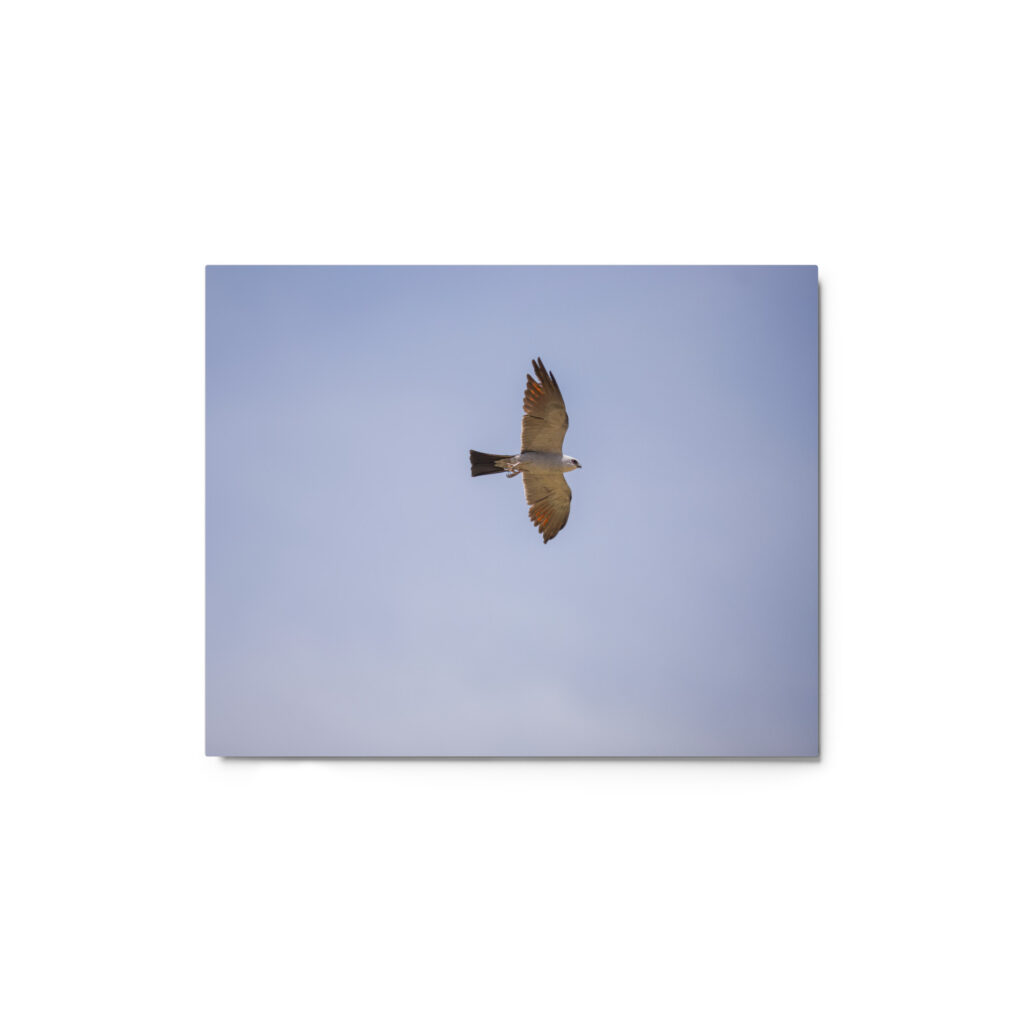 Mississippi kite! Metal prints