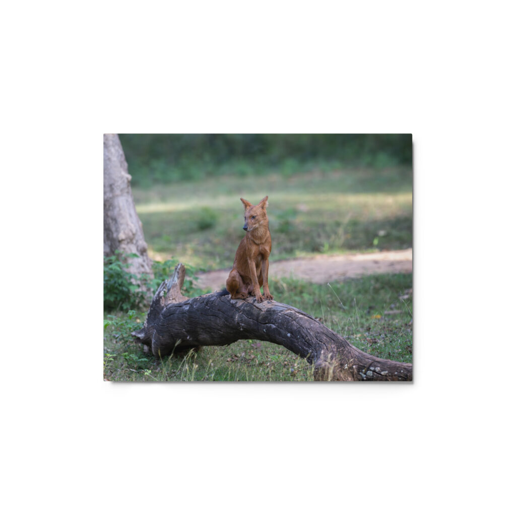 Dhole! Metal prints