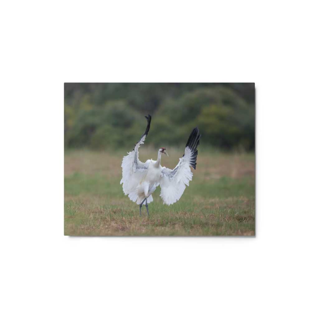 Whooping crane in action! Metal prints