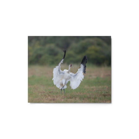 Whooping crane in action! Metal prints