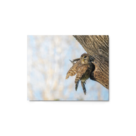 Mama barred owl! Metal prints