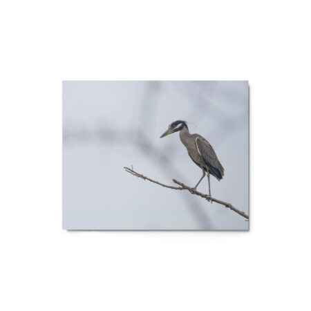 Yellow crowned night heron! Metal prints