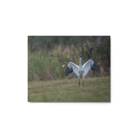 Whooping crane feather! Metal prints