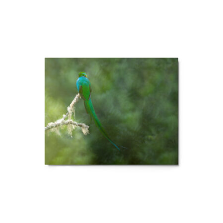 Resplendent Quetzal! Metal prints