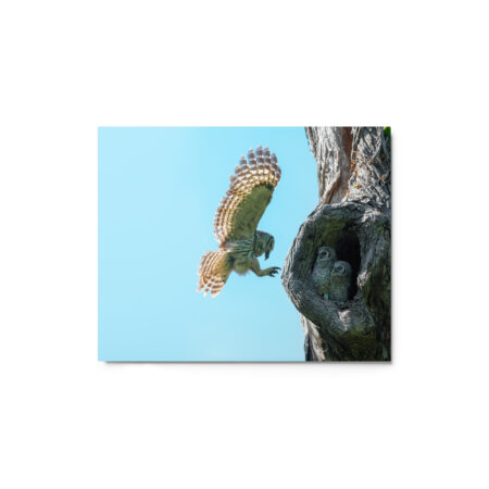 Feeding Time - Female Barred owl! Metal prints