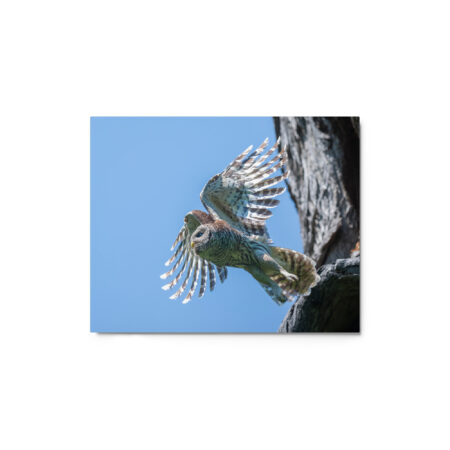 Magic Feathers! Metal prints