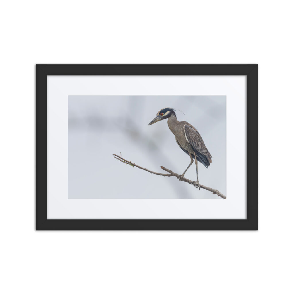 Yellow crowned night heron! Framed poster