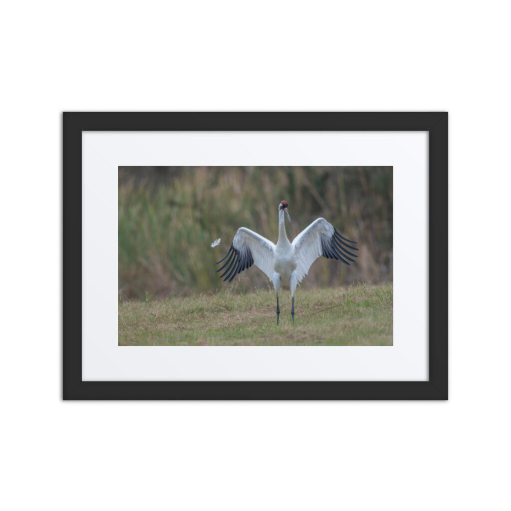 Whooping crane feather! Framed poster