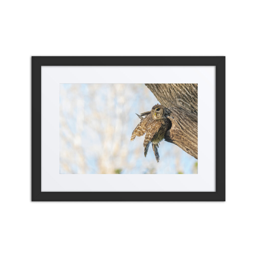Mama barred owl! Framed poster