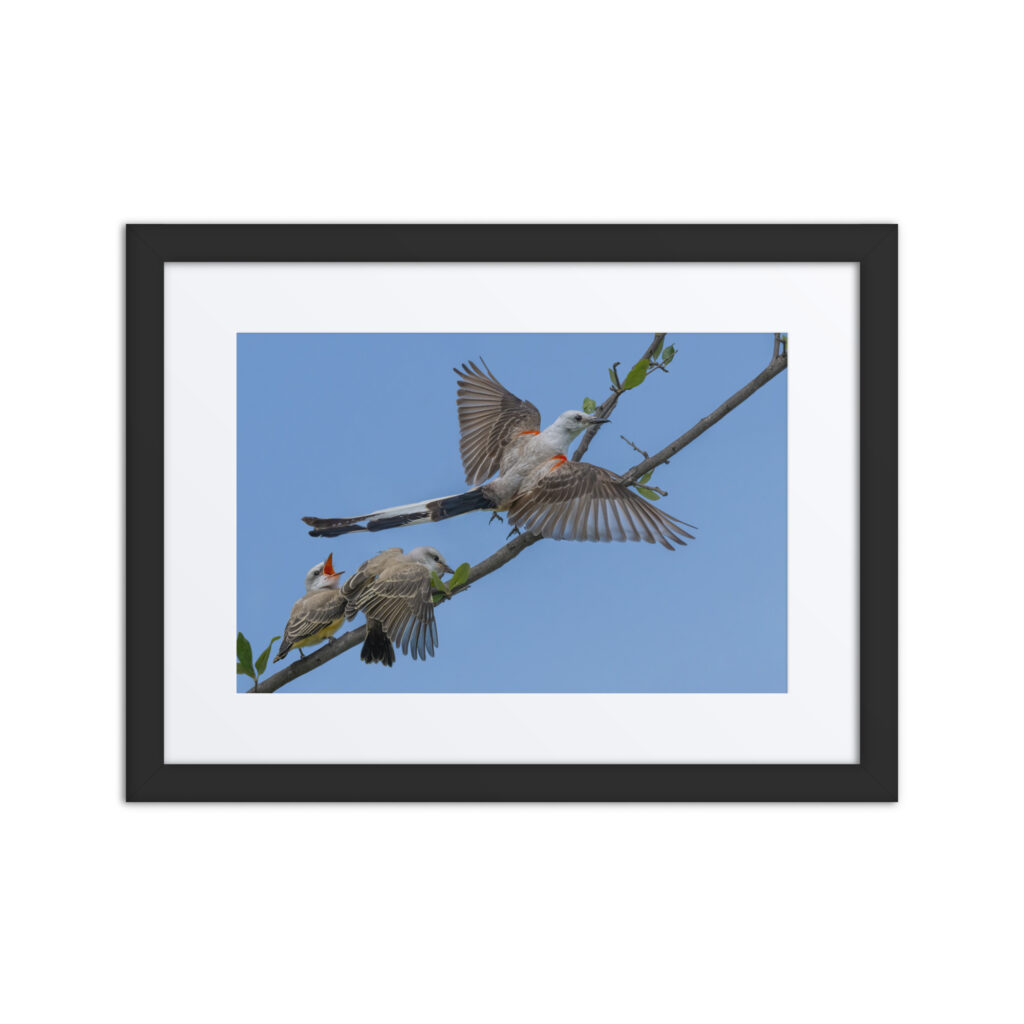 Male Scissor-tailed flycatcher with babies! Framed poster