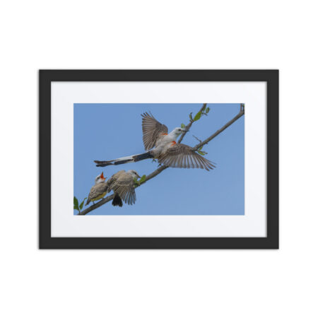 Male Scissor-tailed flycatcher with babies! Framed poster