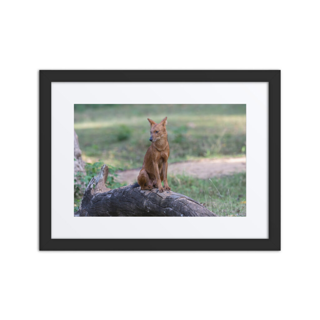 Dhole! Framed poster