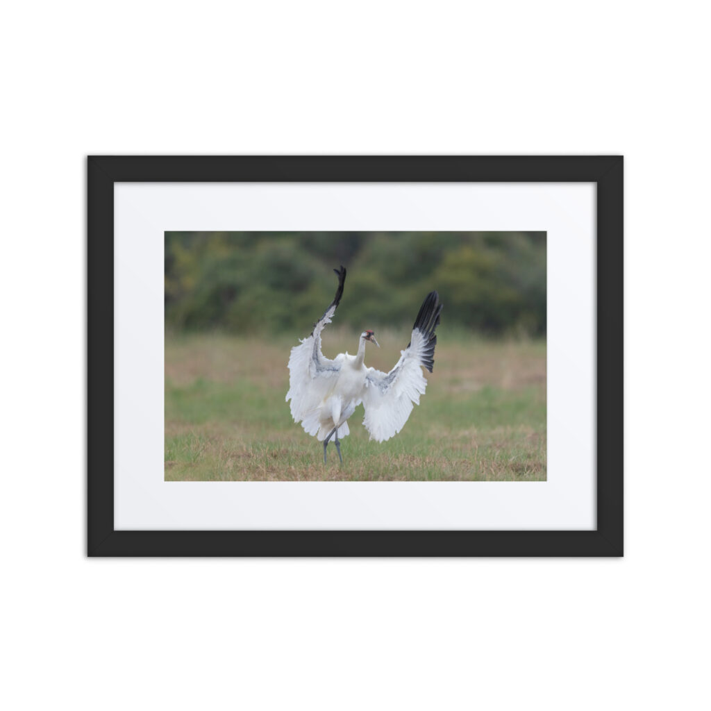Whooping crane in action! Framed poster