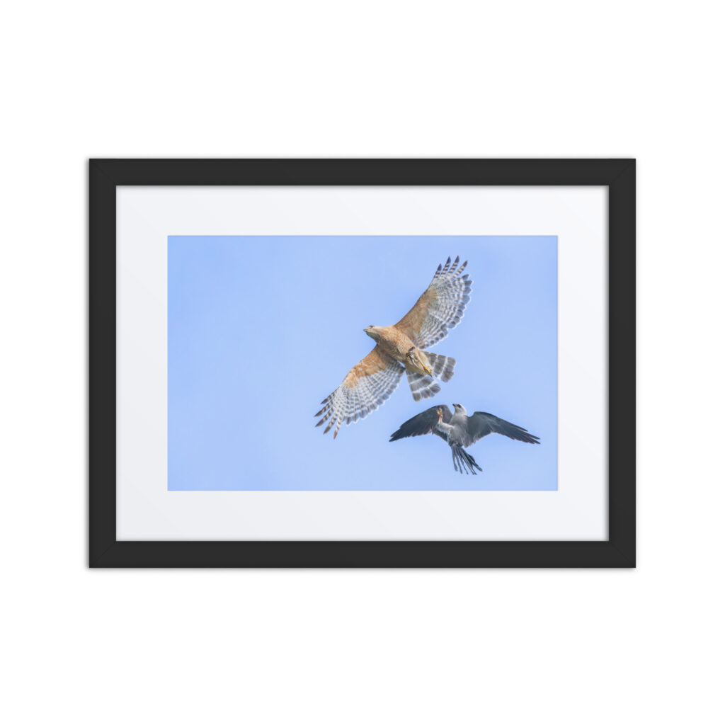 Red-shouldered hawk fighting with Mississippi kite! Framed poster