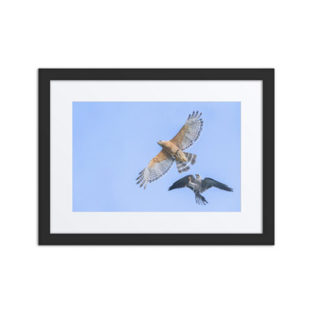 Red-shouldered hawk fighting with Mississippi kite! Framed poster