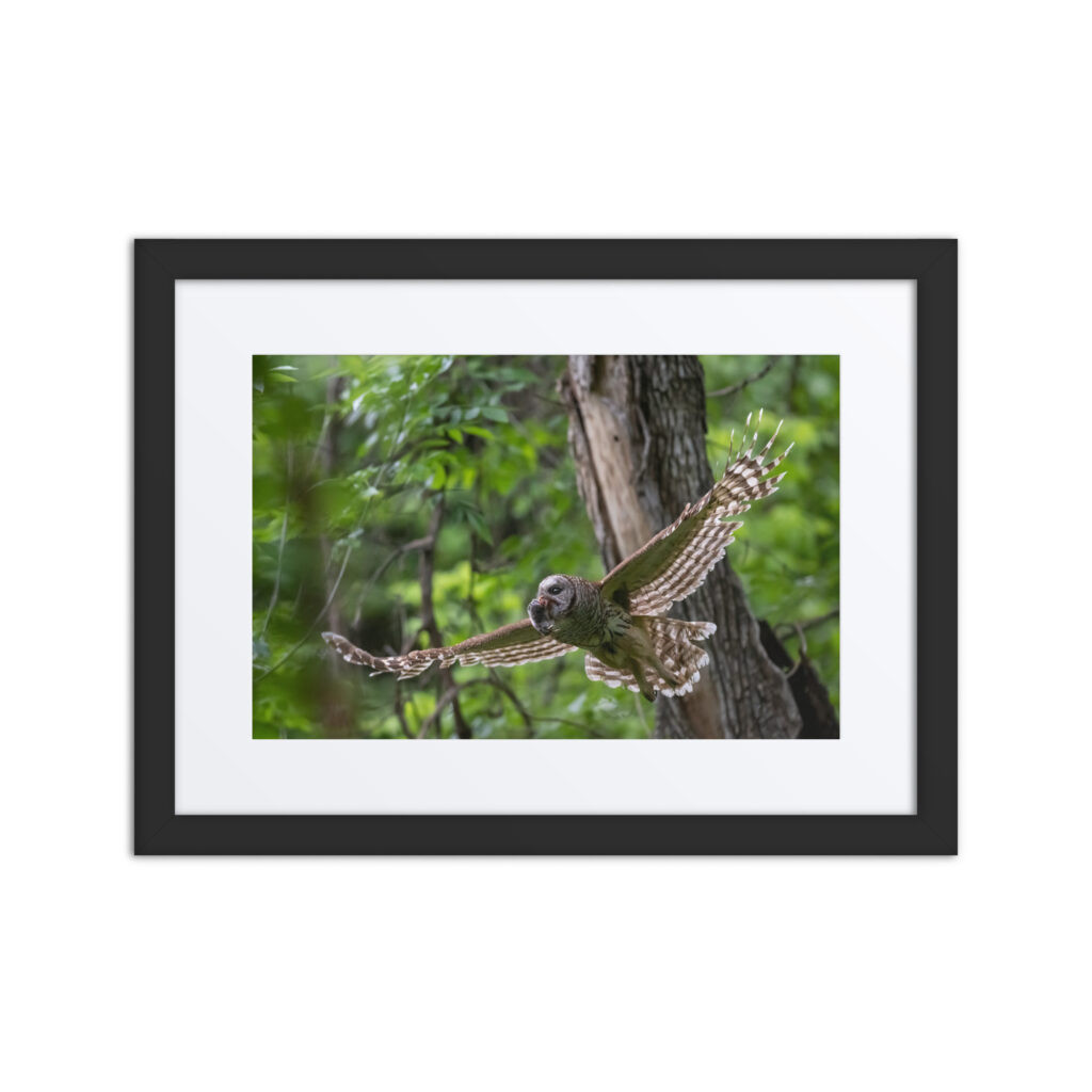 Barred Owl spreading its wings! Framed poster