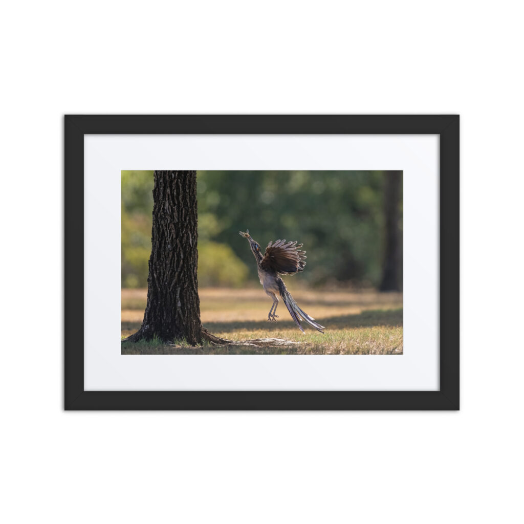 Rushing with a prey! Framed poster