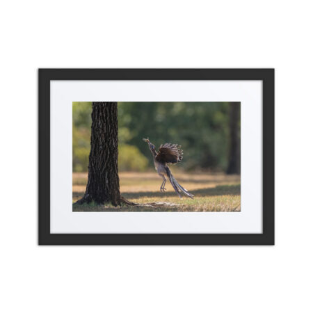 Rushing with a prey! Framed poster