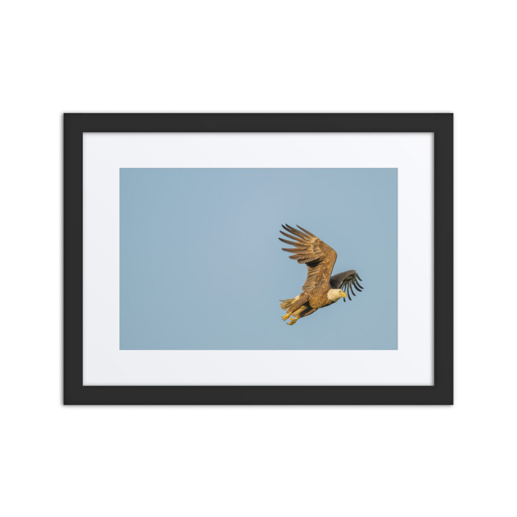 Blue Sky Bald Eagle! Framed poster