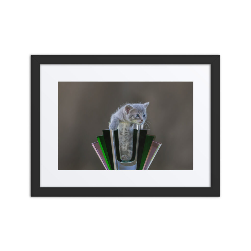 Gray Kitten! Framed poster