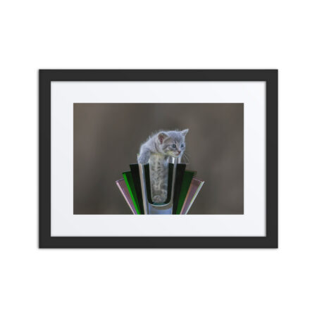 Gray Kitten! Framed poster