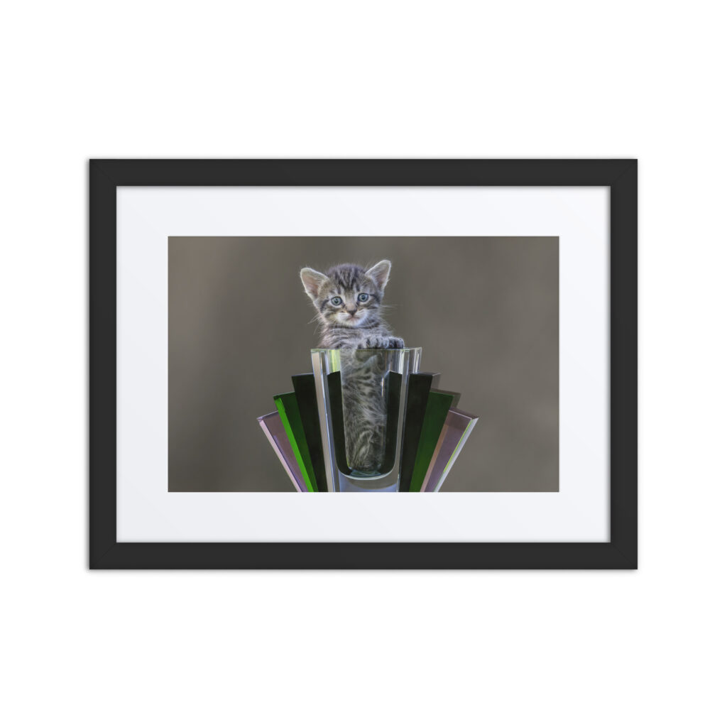 Surprised Kitten! Framed poster
