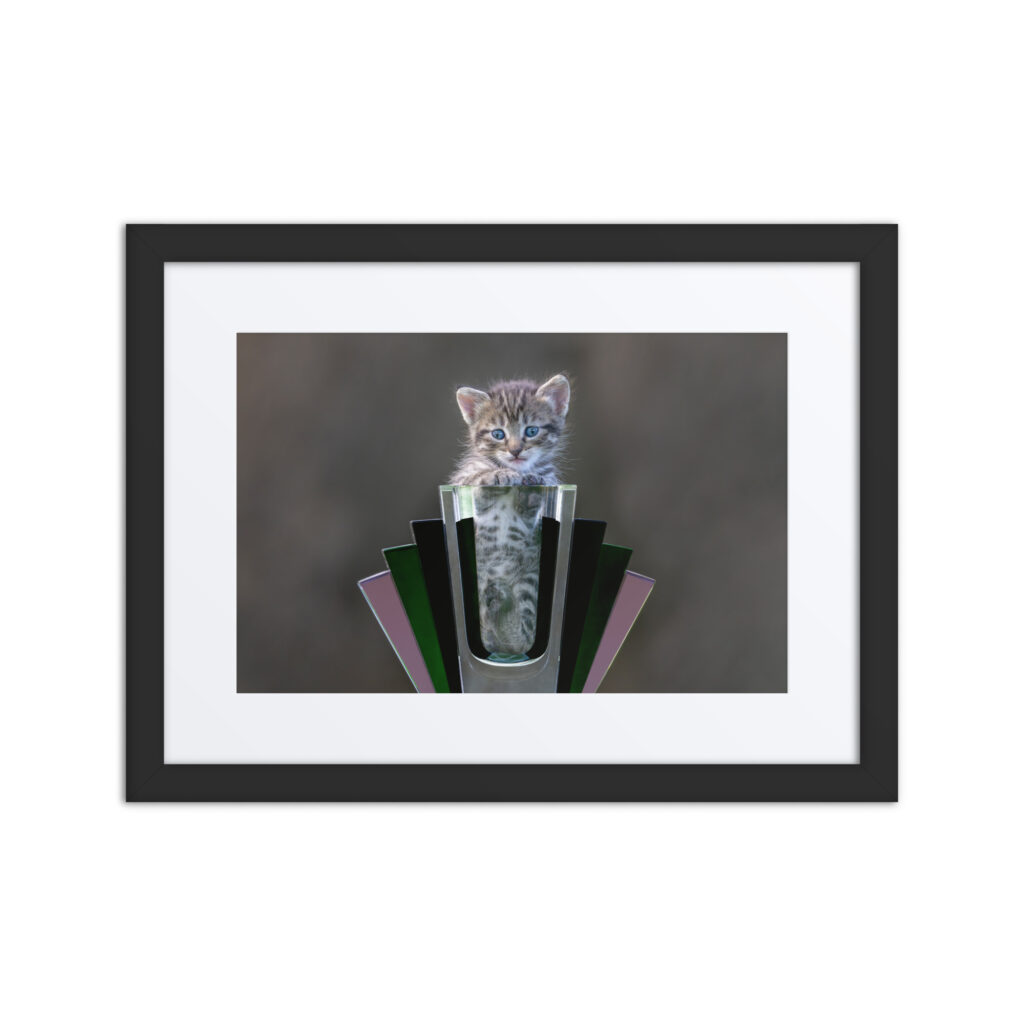 Cute Kitten! Framed poster