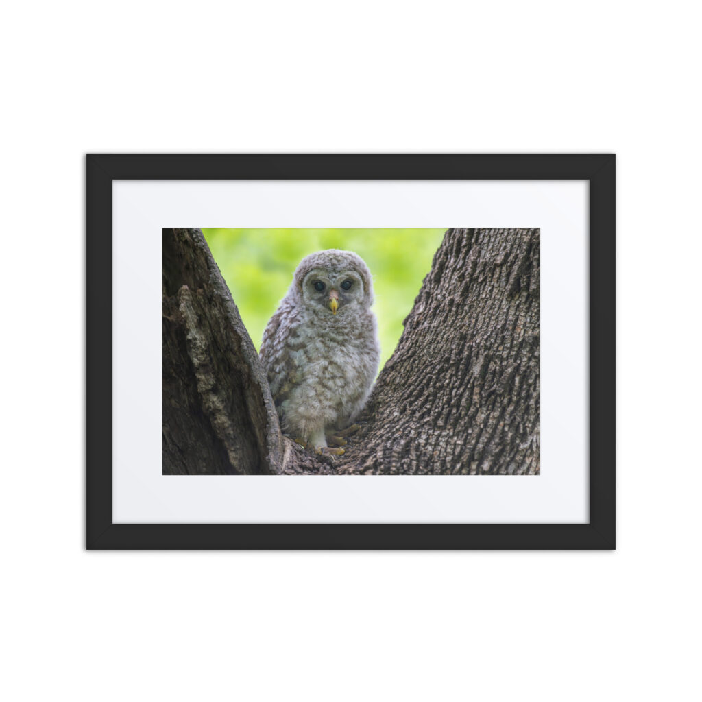 Baby Barred owl! Framed poster
