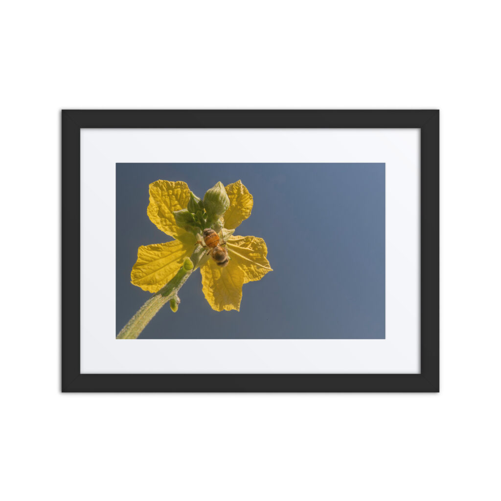 Yellow Flower in the Blue Sky! Framed poster