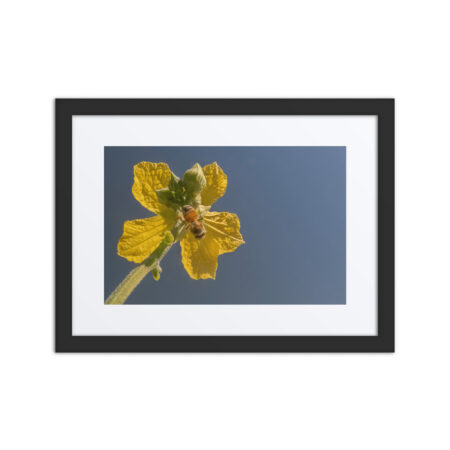 Yellow Flower in the Blue Sky! Framed poster