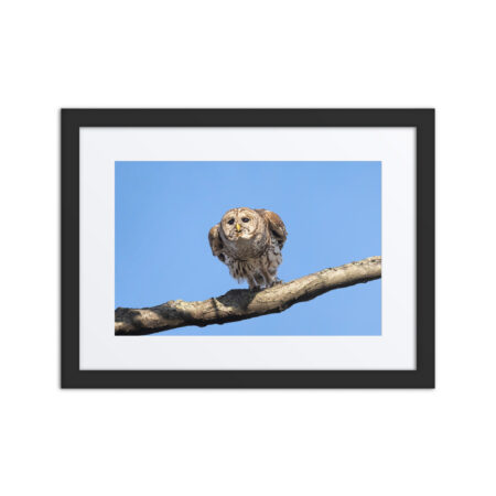 Papa Barred owl gliding! Framed poster
