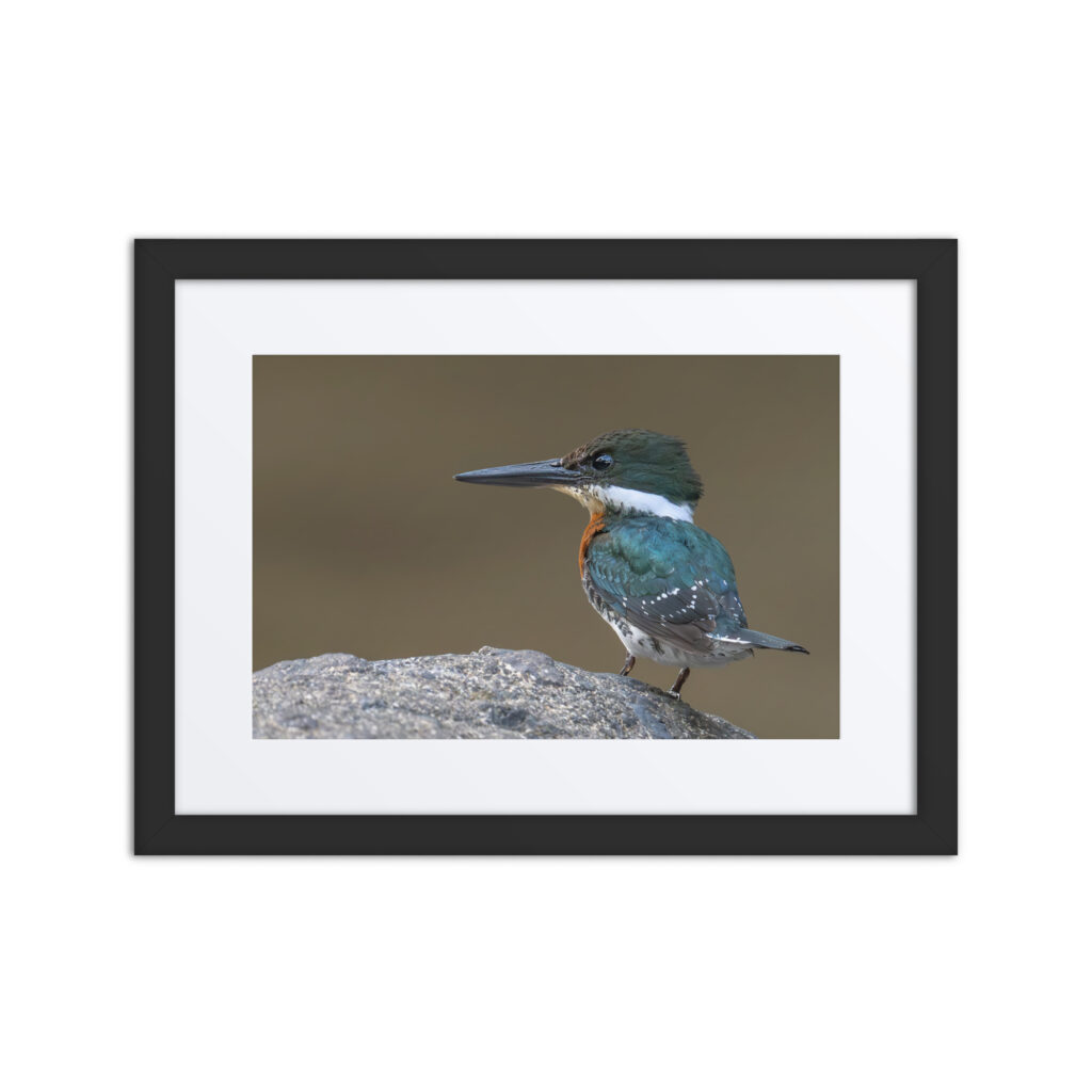 Common kingfisher! Framed poster